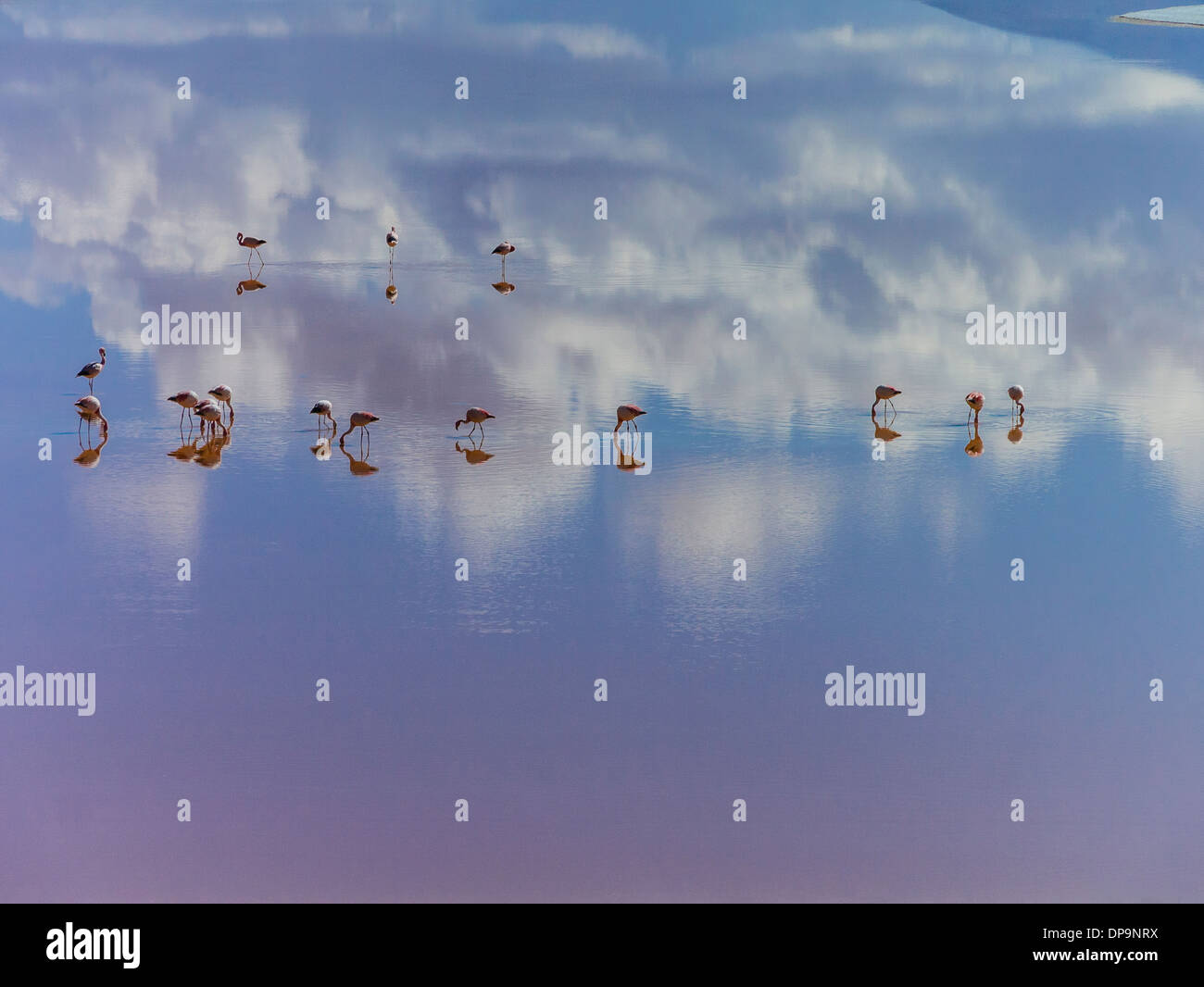 Flamingos und ihre Überlegungen in das Salzwasser des Laguna Colorada in Südbolivien. Stockfoto