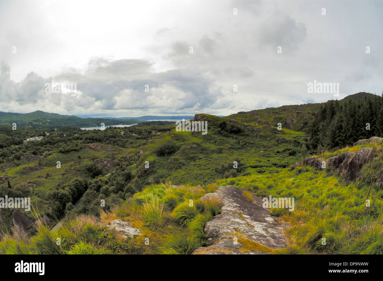 Lady Bantry Suche Stockfoto