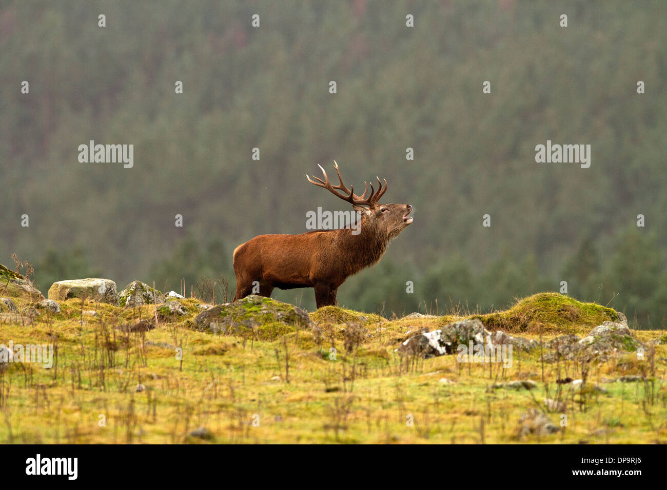 Rotwild-Hirsch im schottischen Hochland Stockfoto