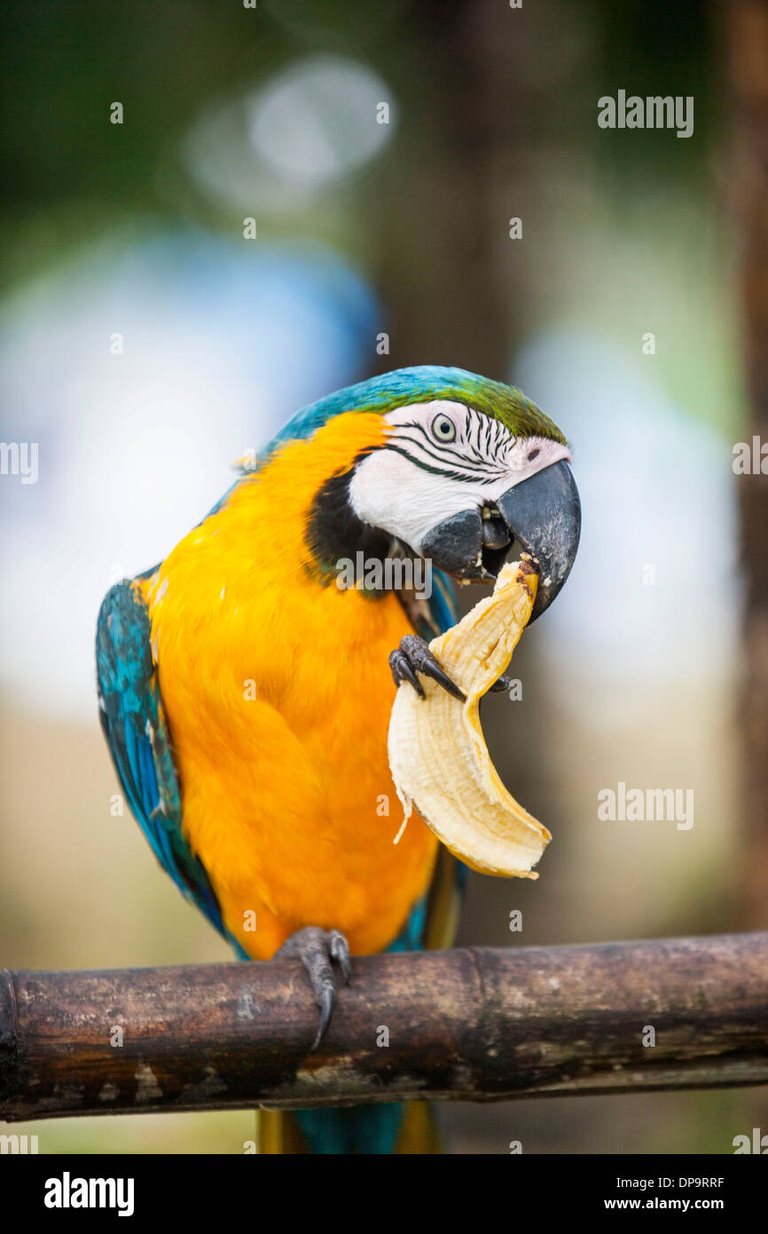 Blau-gelbe Ara essen Bananen Boracay Philippinen Stockfoto