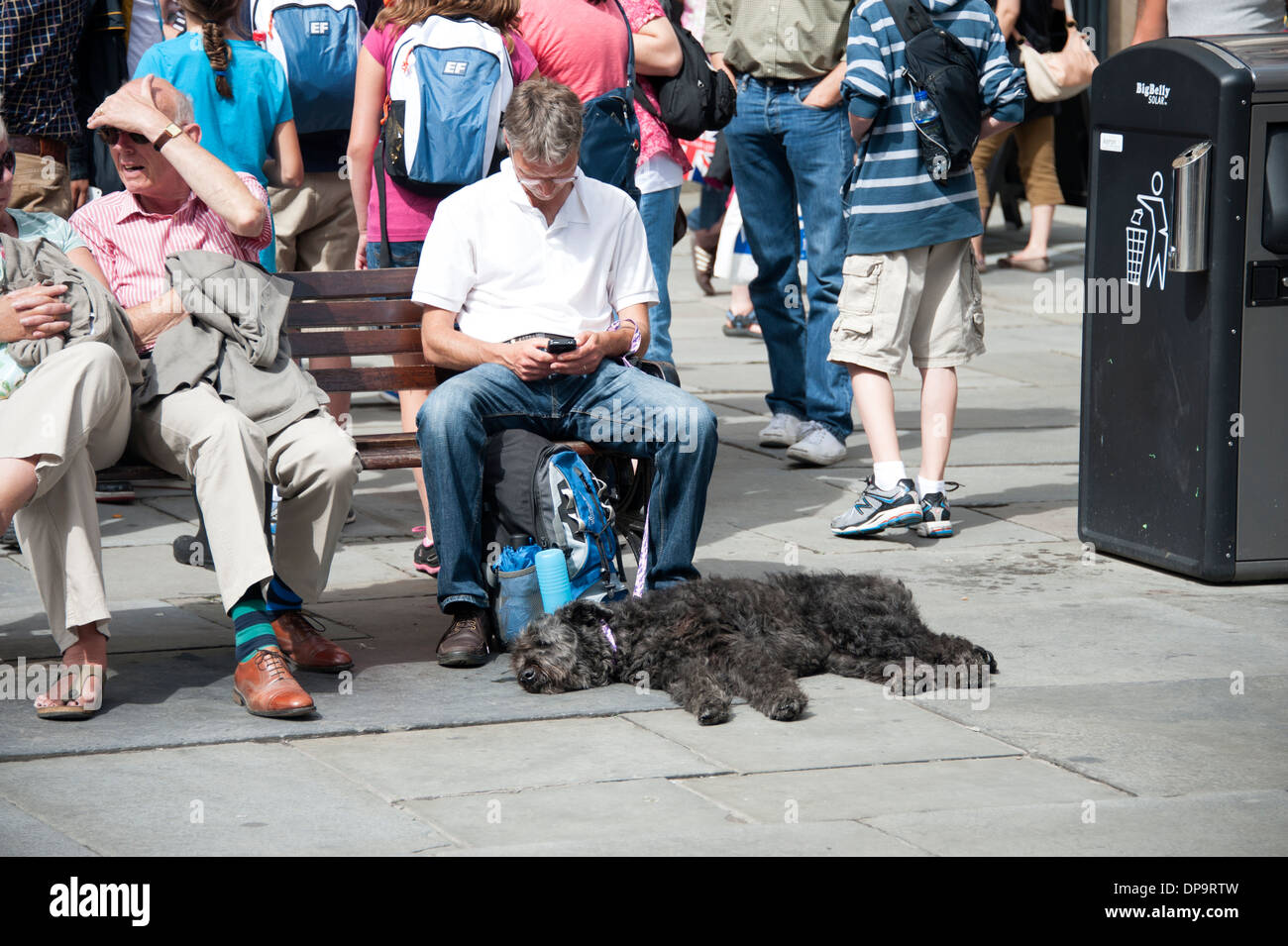 Müde, Hund zu Füßen des Mannes auf Bank in heißen Sonne schlafen Stockfoto