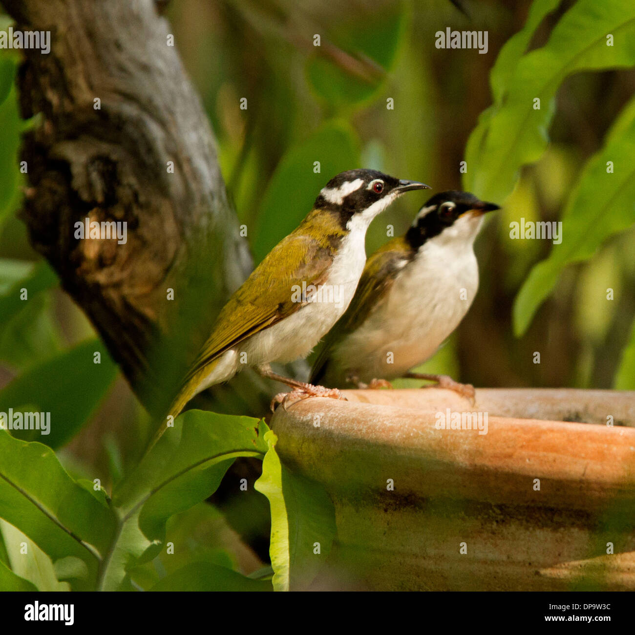 Paar australische weiße throated Honigfresser, Melithreptus Albogularis am Rand des Terrakotta Vogeltränke im subtropischen Garten Stockfoto