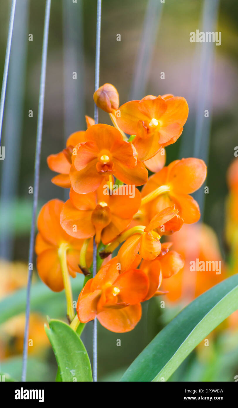 Orange Orchidee Stockfoto