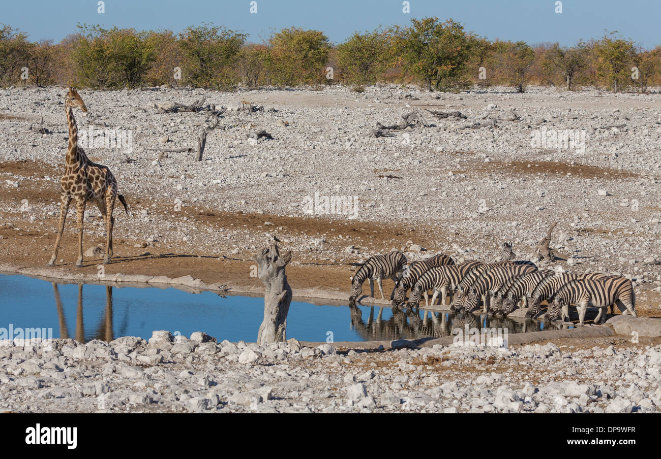 Zebras am Wasserloch Stockfoto