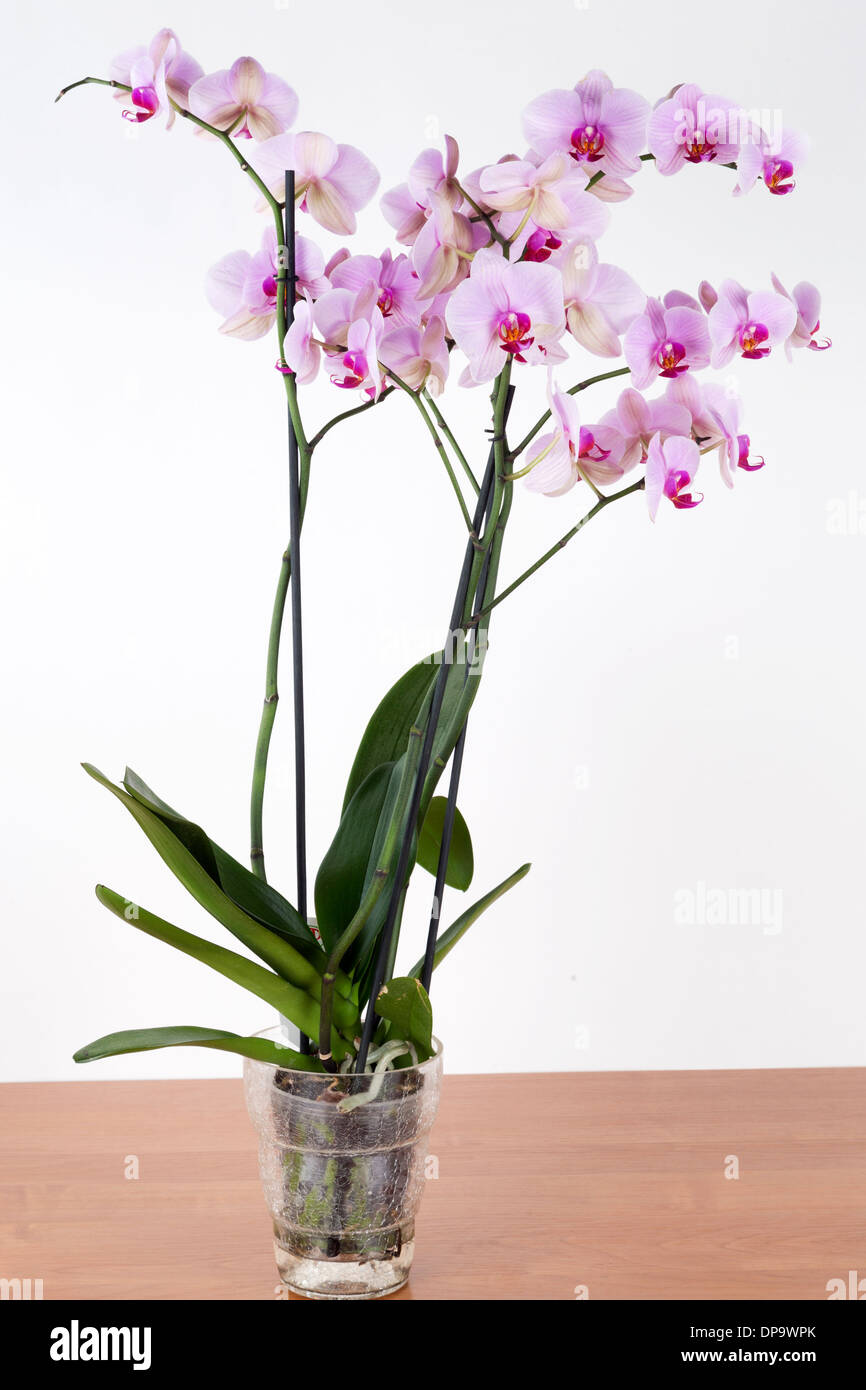 Rosa Orchidee blüht auf weißem Hintergrund. Stockfoto