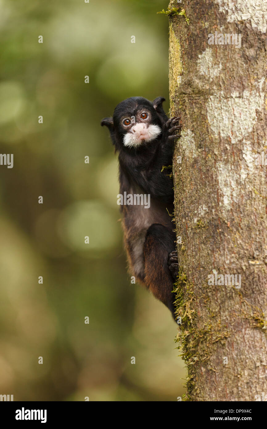 Affe in "Isla de Los Micos" Amacayacu, Amazonen River, Kolumbien, Amerika Stockfoto