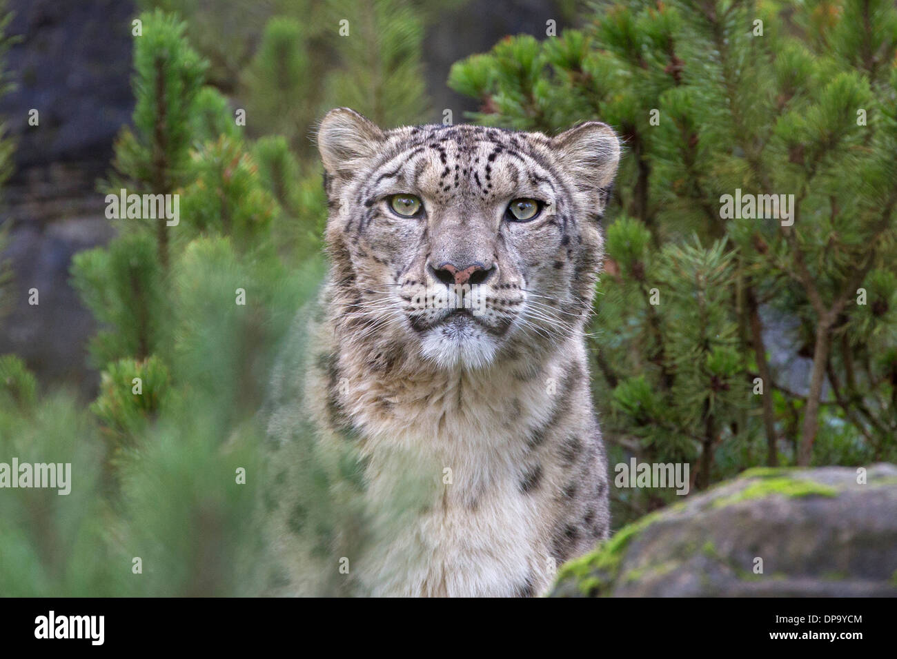 Snow Leopard Stockfoto