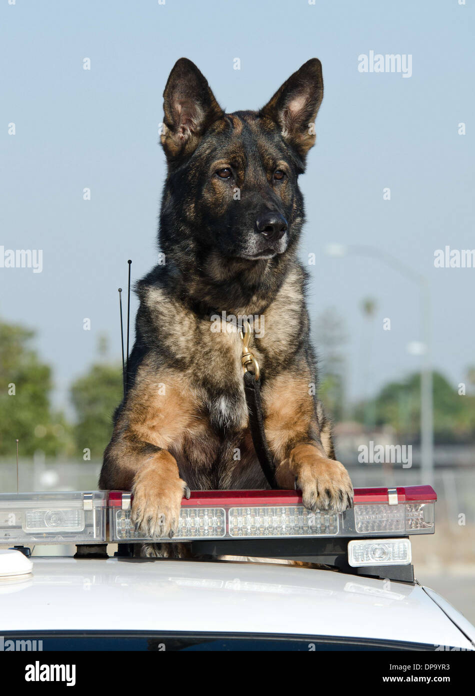 Ein Polizeihund K9 sitzt oben auf dem Polizeiauto. Stockfoto