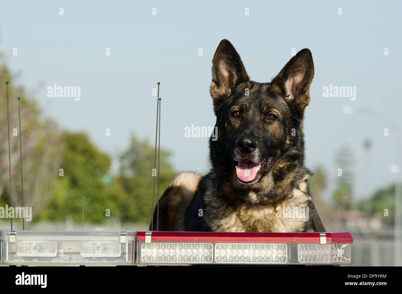 Ein Polizeihund K9 sitzt oben auf das Polizeiauto. Stockfoto