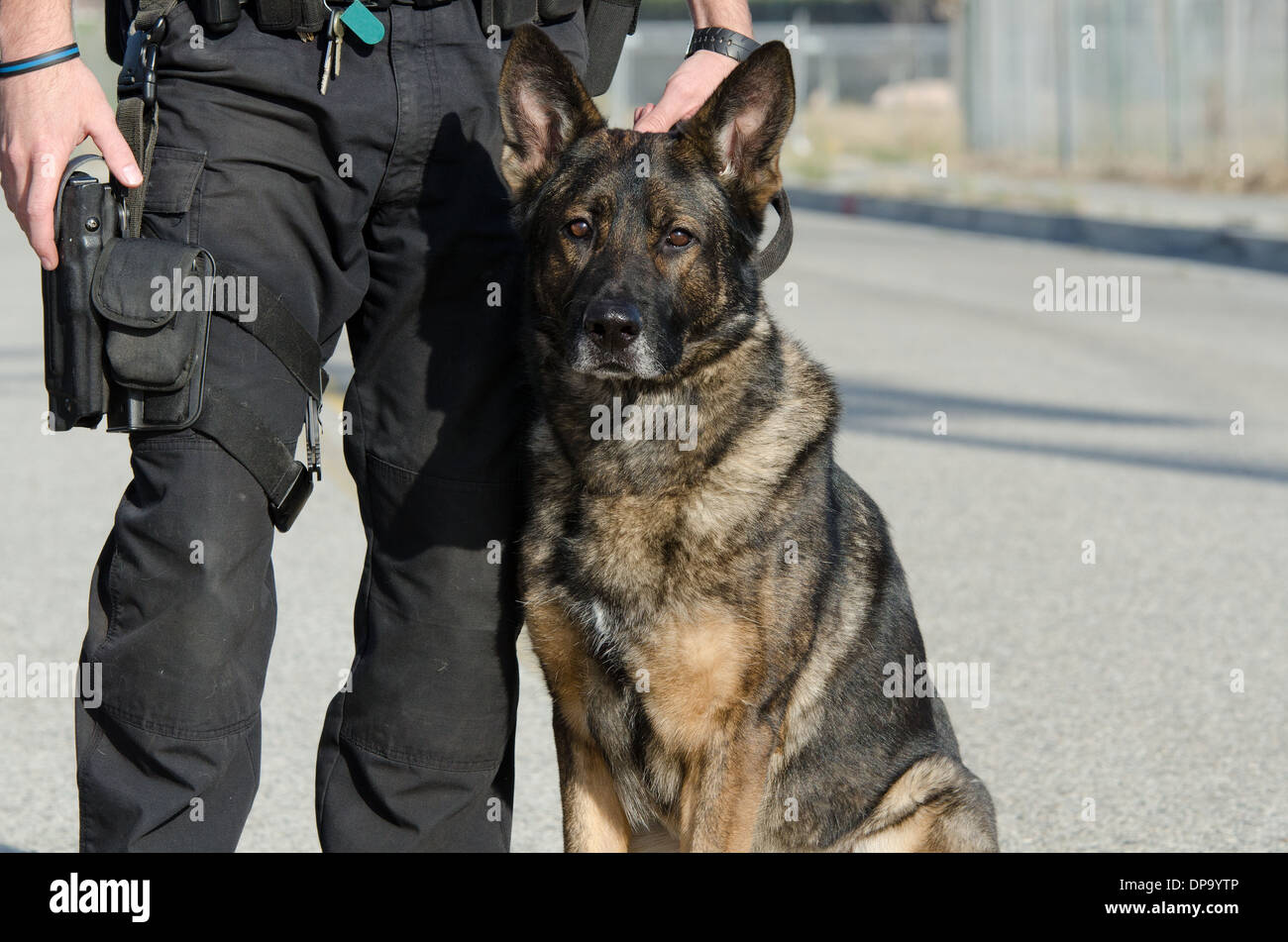 Ein Polizeihund sitzt neben seinem Führer. Stockfoto