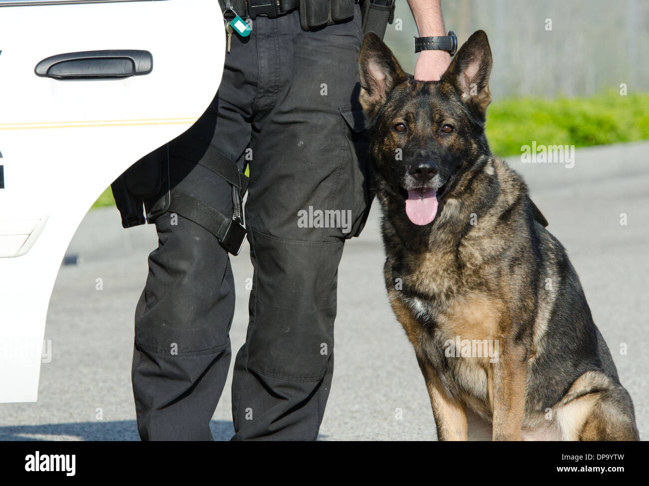 Ein Polizeihund sitzt neben seinem Führer. Stockfoto