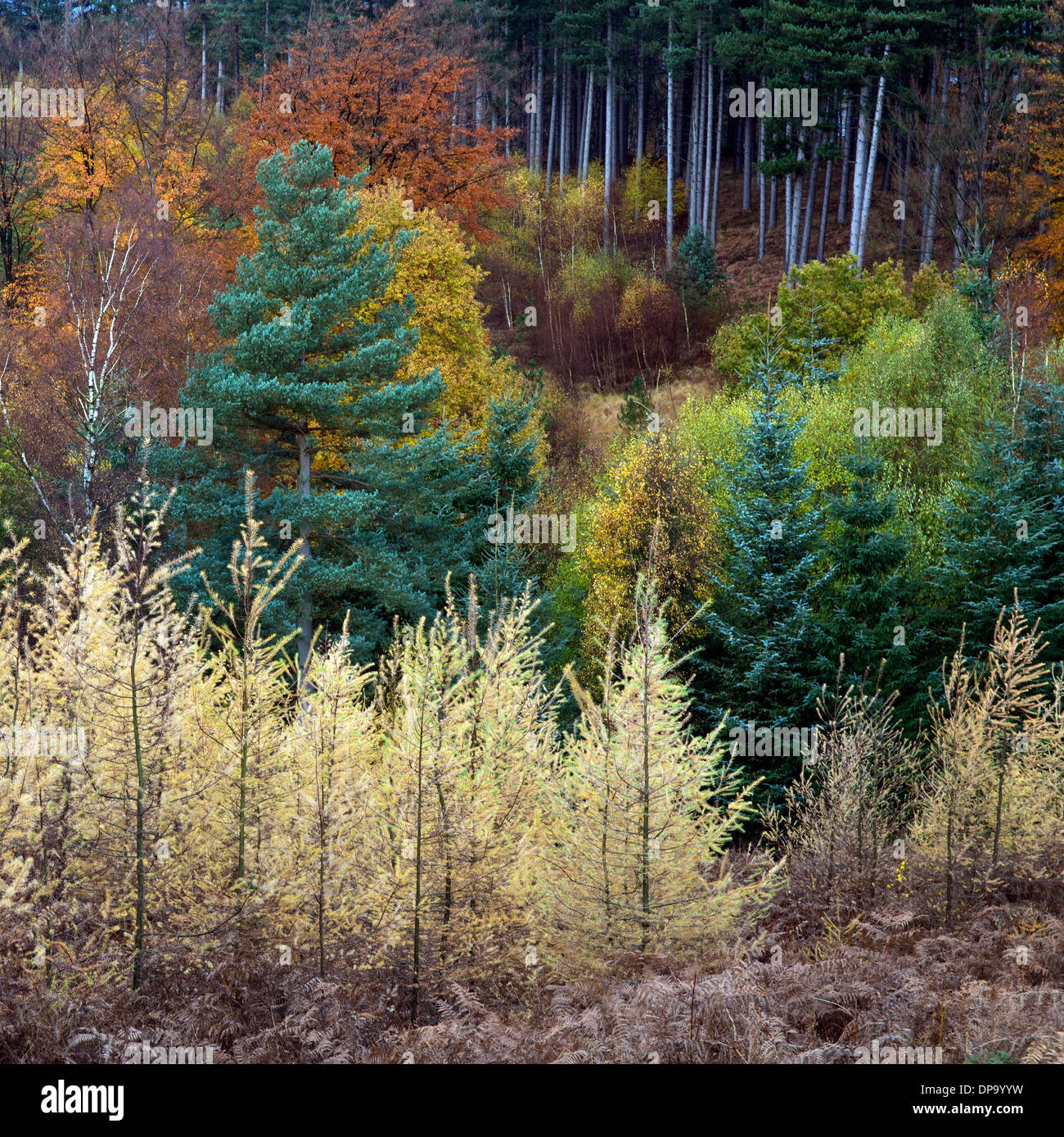 Atemberaubende herbstliche Farbtöne Tönungen und Farben von Waldgebiete und Wälder auf Cannock Chase Area of Outstanding Natural Beauty im Herbst Stockfoto