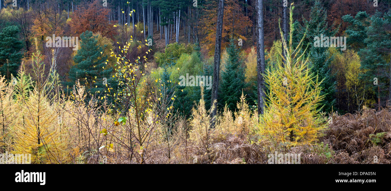 Atemberaubende herbstliche Farbtöne Tönungen und Farben von Waldgebiete und Wälder auf Cannock Chase Area of Outstanding Natural Beauty im Herbst Stockfoto