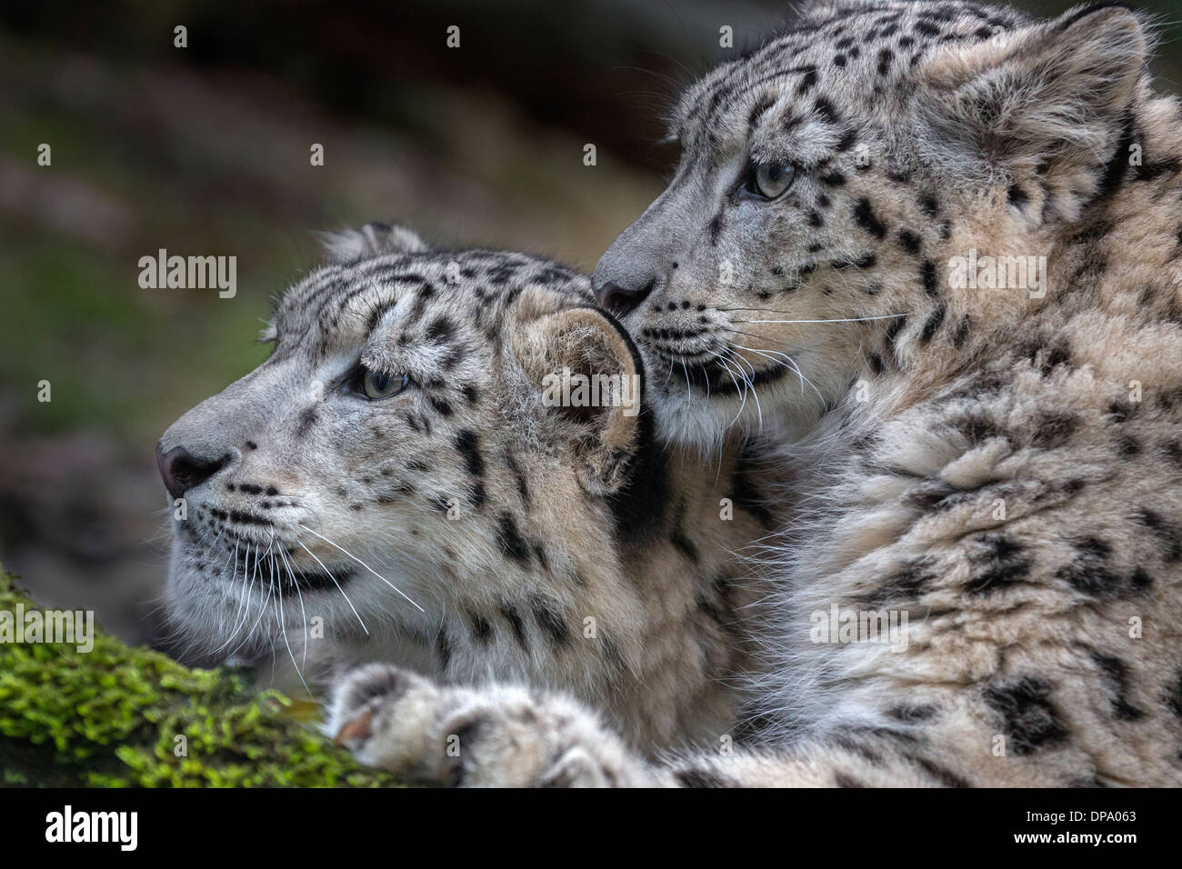 8 Monate alten Snow Leopard cubs Stockfoto
