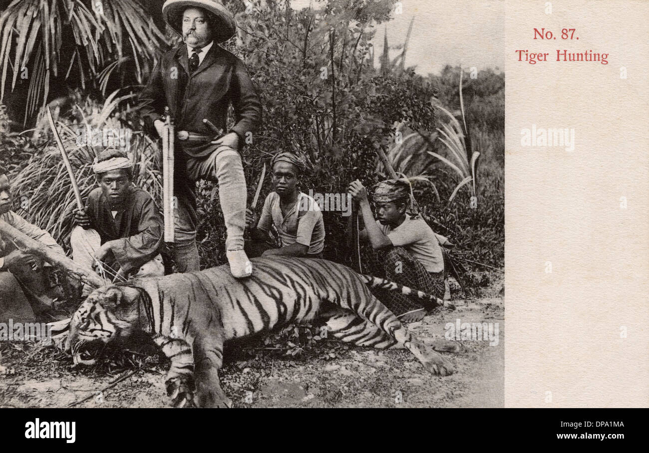 Tiger jagen in Malaya Stockfoto