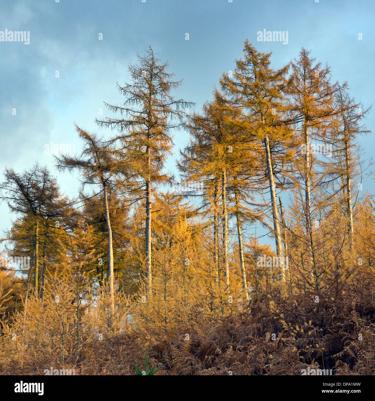 Atemberaubende herbstliche Farbtöne Tönungen und Farben von den Bäumen in den Wäldern auf Cannock Chase AONB Area of Outstanding Natural Beauty Stockfoto