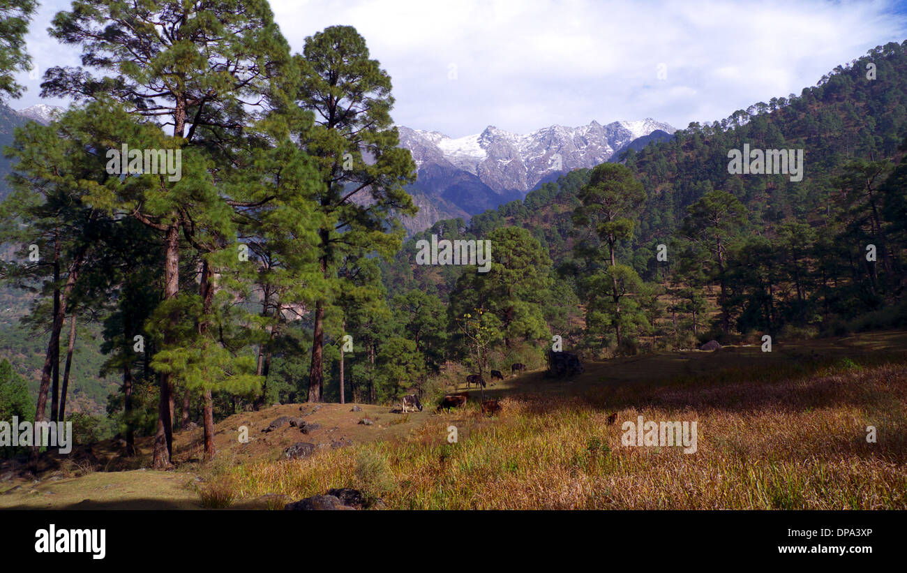 Rinder weiden am Rande des Kiefernwaldes, Dharamasala, Himachal Pradesh, Nordindien, mit Dhauladhar Berge im Hintergrund. Stockfoto