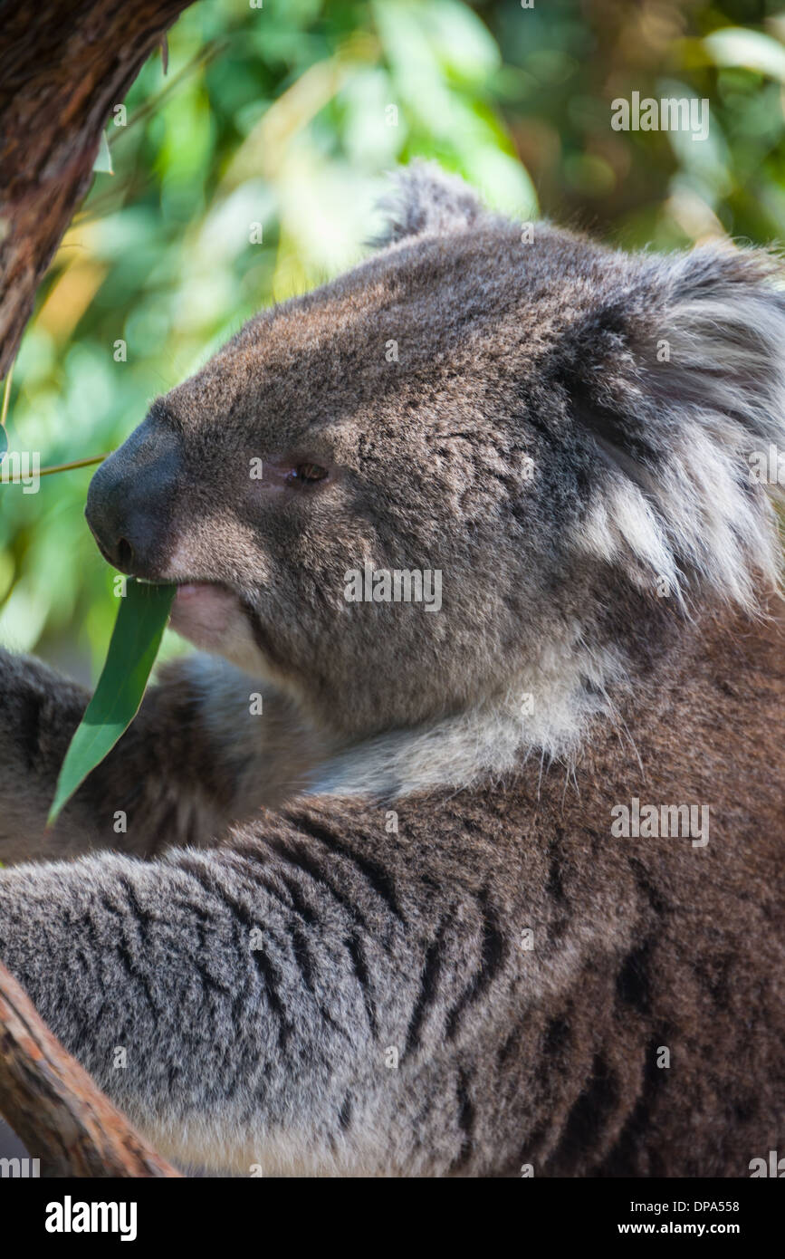 Koalabär im Baum australischen Beuteltiere Bär im Baum essen Essen koala Stockfoto