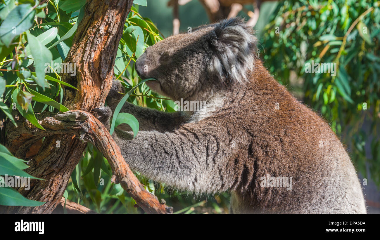 Koalabär im Baum australischen Beuteltiere Bär im Baum essen Stockfoto