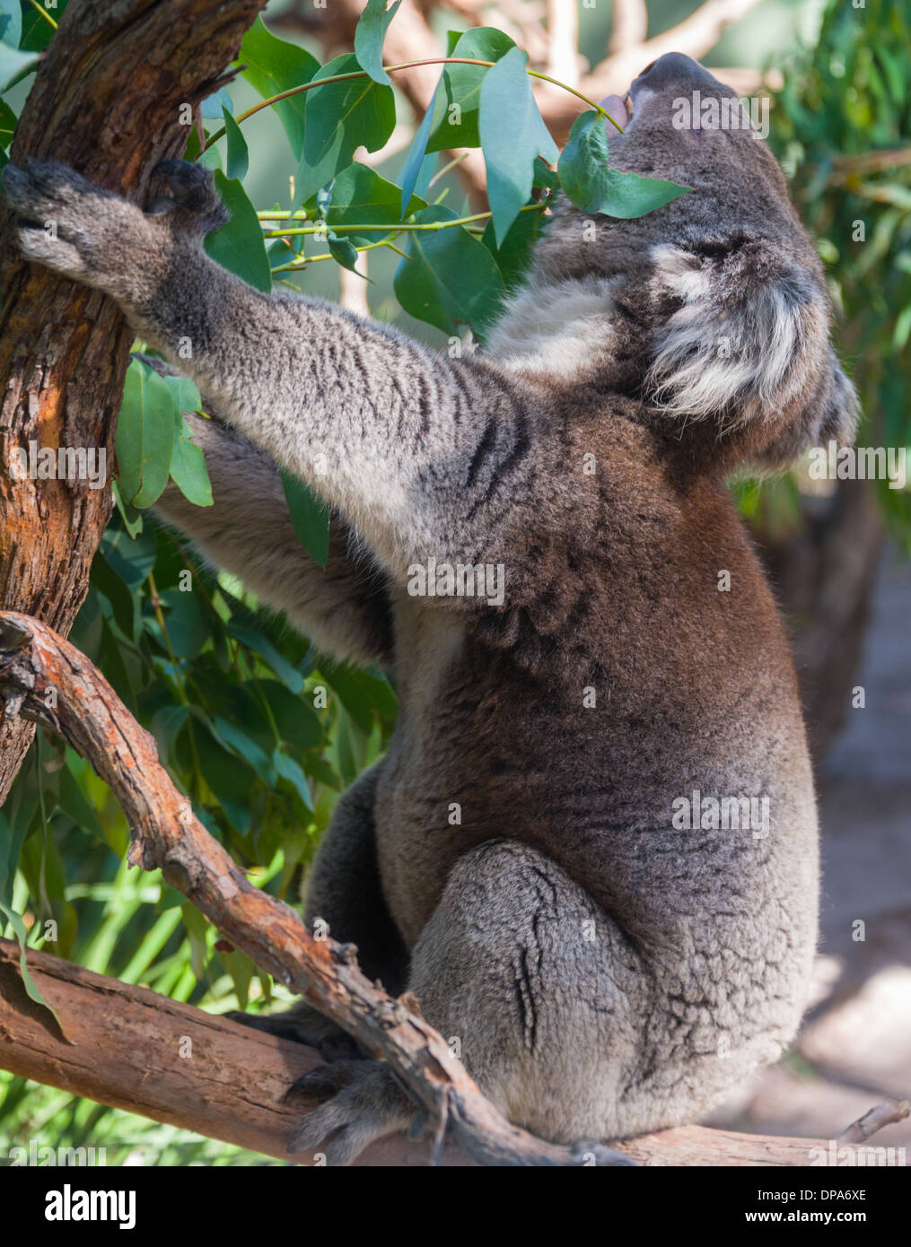 Koalabär im Baum australischen Beuteltiere Bär im Baum essen Stockfoto