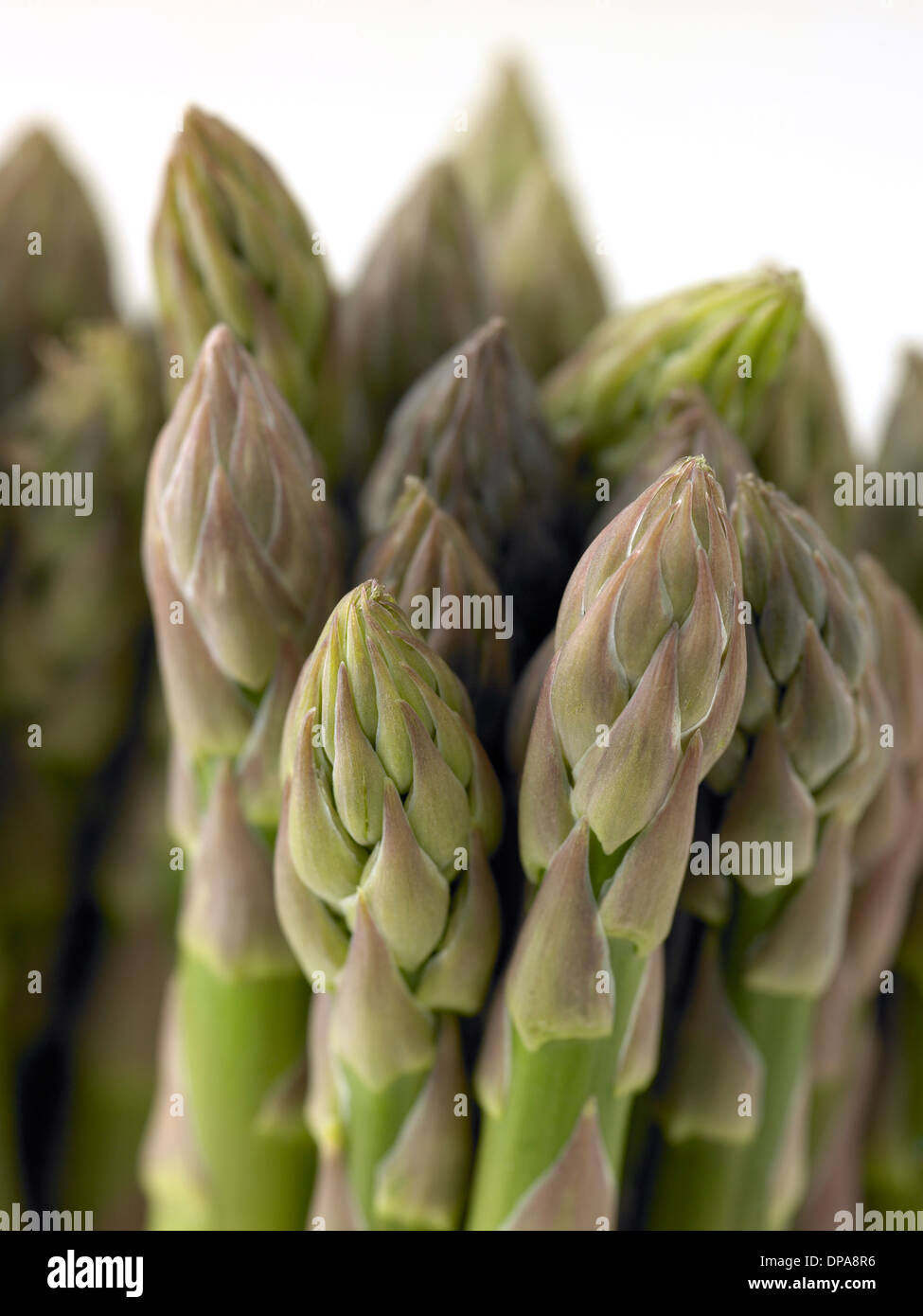 Spargel Stockfoto