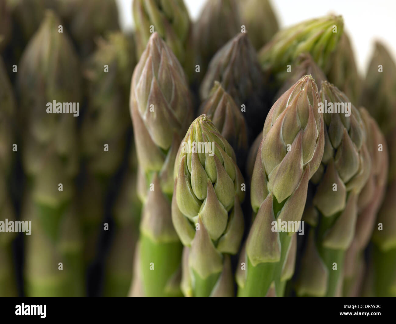 Spargel Stockfoto