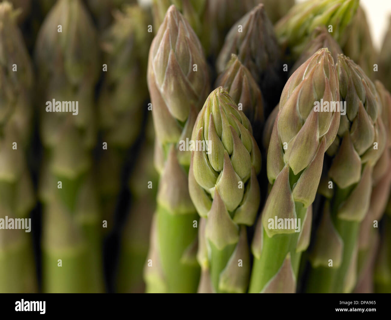 Spargel Stockfoto
