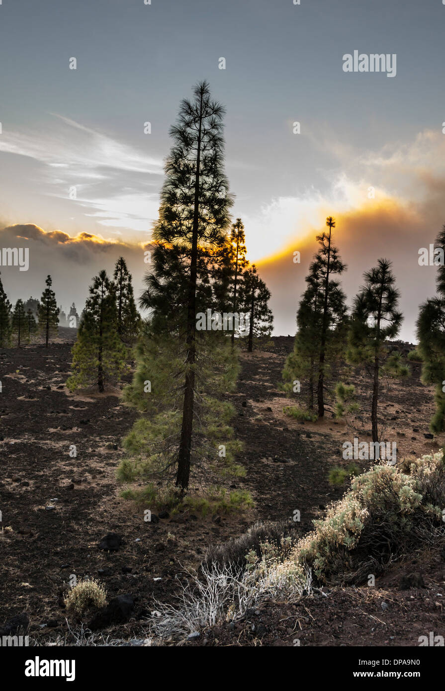 Teide Nationalpark UNESCO World Heritage Site Sonnenuntergang im November. Wolken und Nebel an der Baumgrenze. Stockfoto