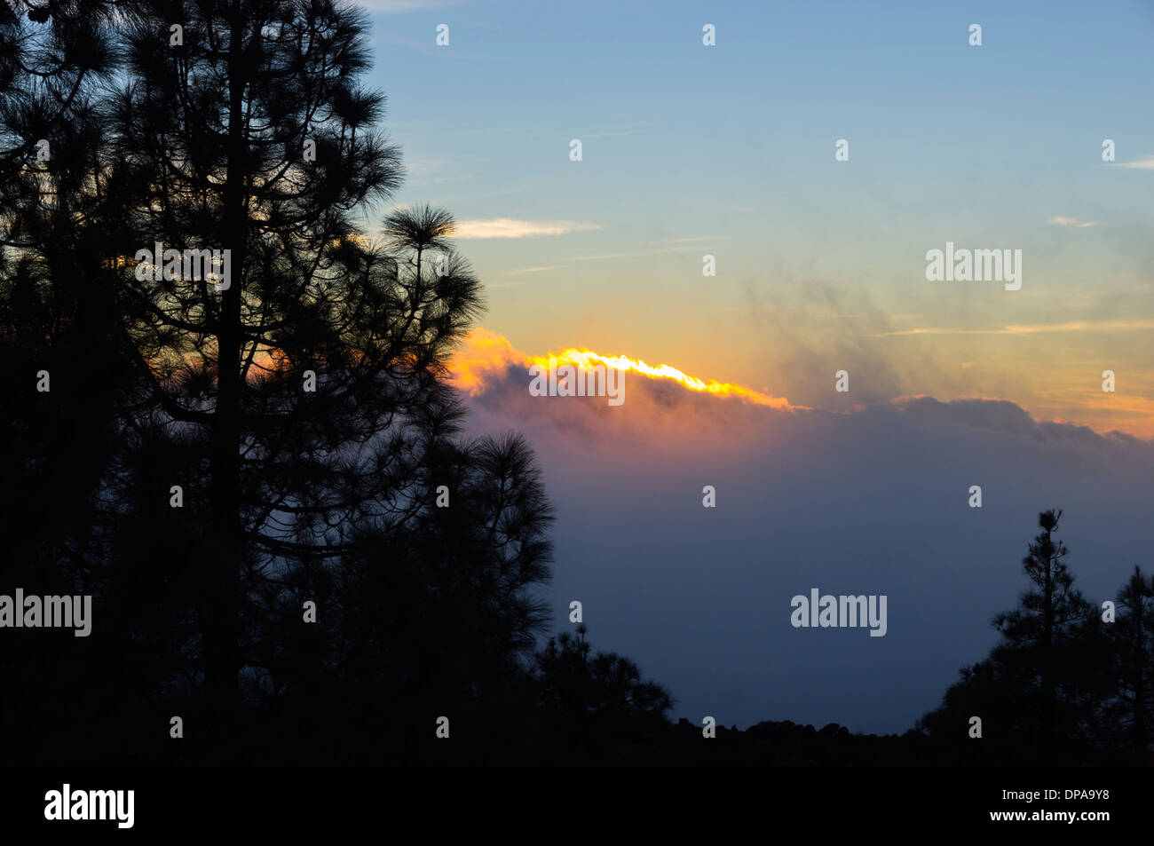 Teide Nationalpark UNESCO World Heritage Site Sonnenuntergang im November. Wolken und Nebel an der Baumgrenze. Stockfoto
