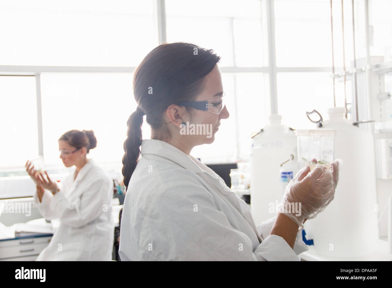 Biologiestudenten, die Arbeiten im Labor Stockfoto