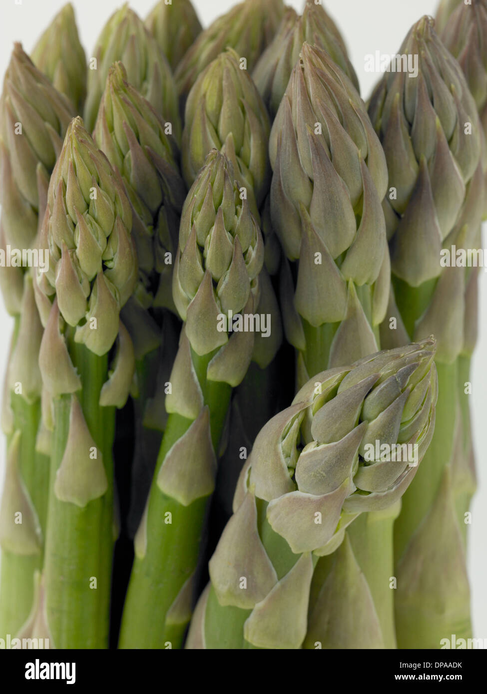 Spargel Stockfoto