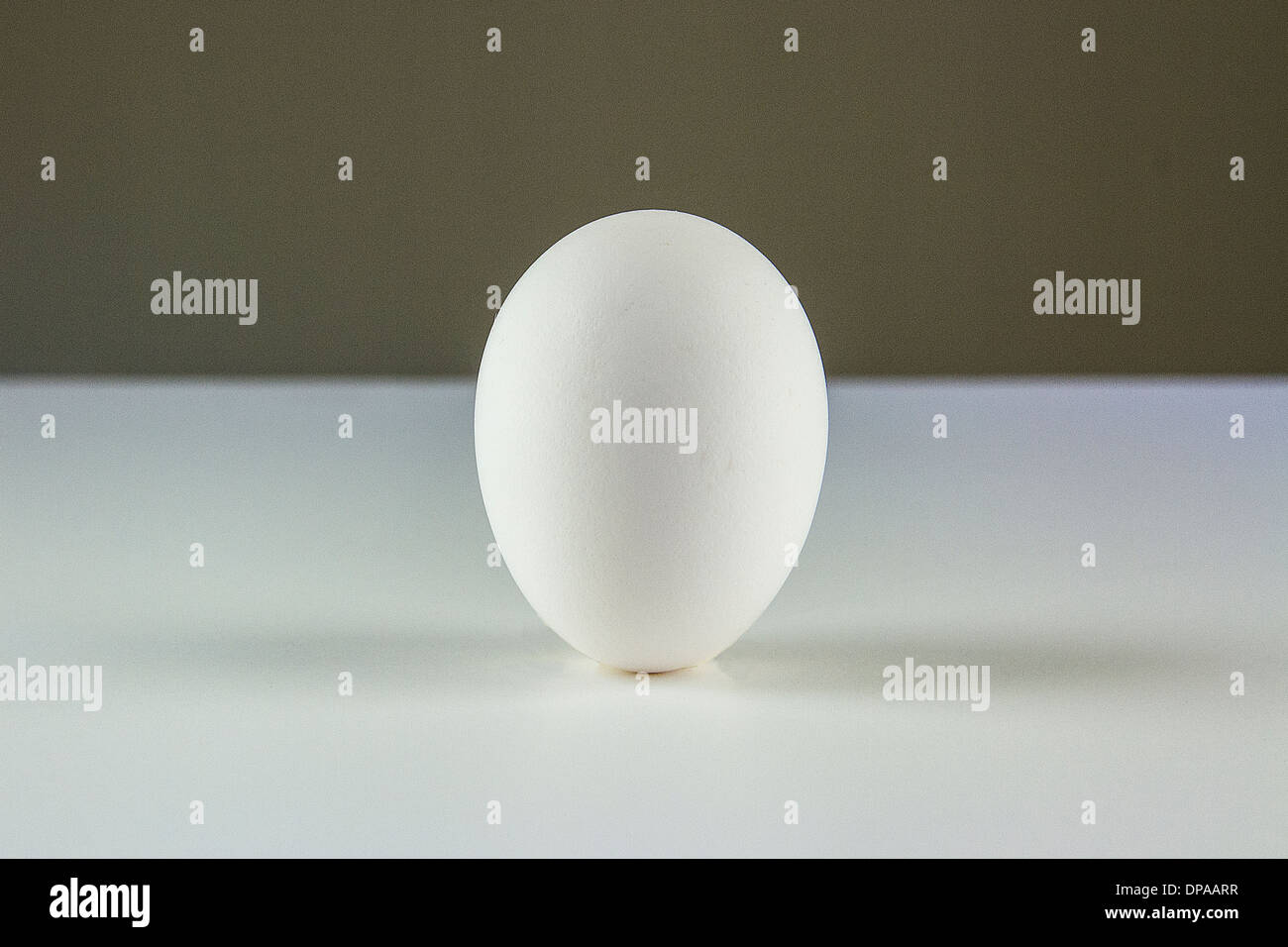 Ein weißes Huhn-Ei Stockfoto
