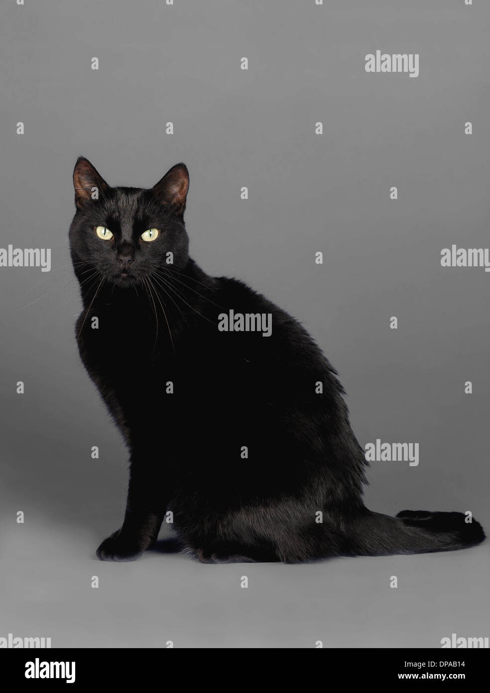 Schwarze Katze Stockfoto