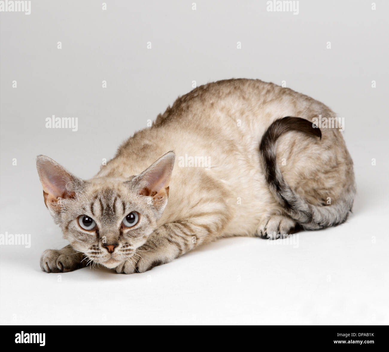 Devon Rex in hockender Stellung Stockfoto