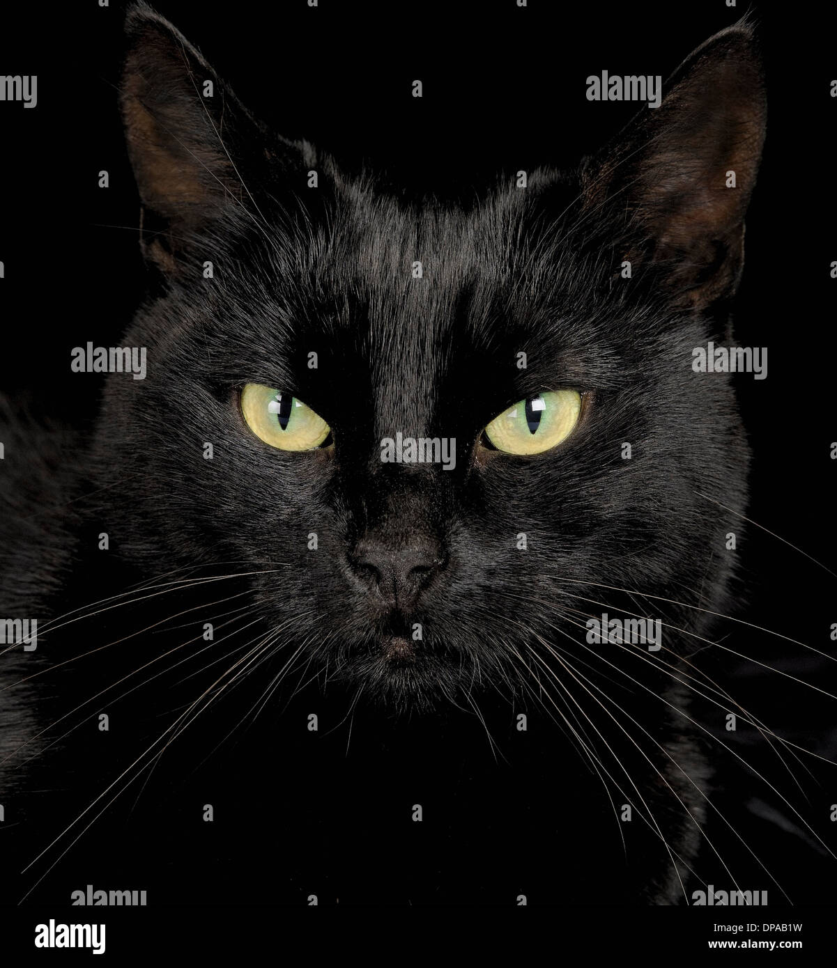 Schwarze Katze Stockfoto