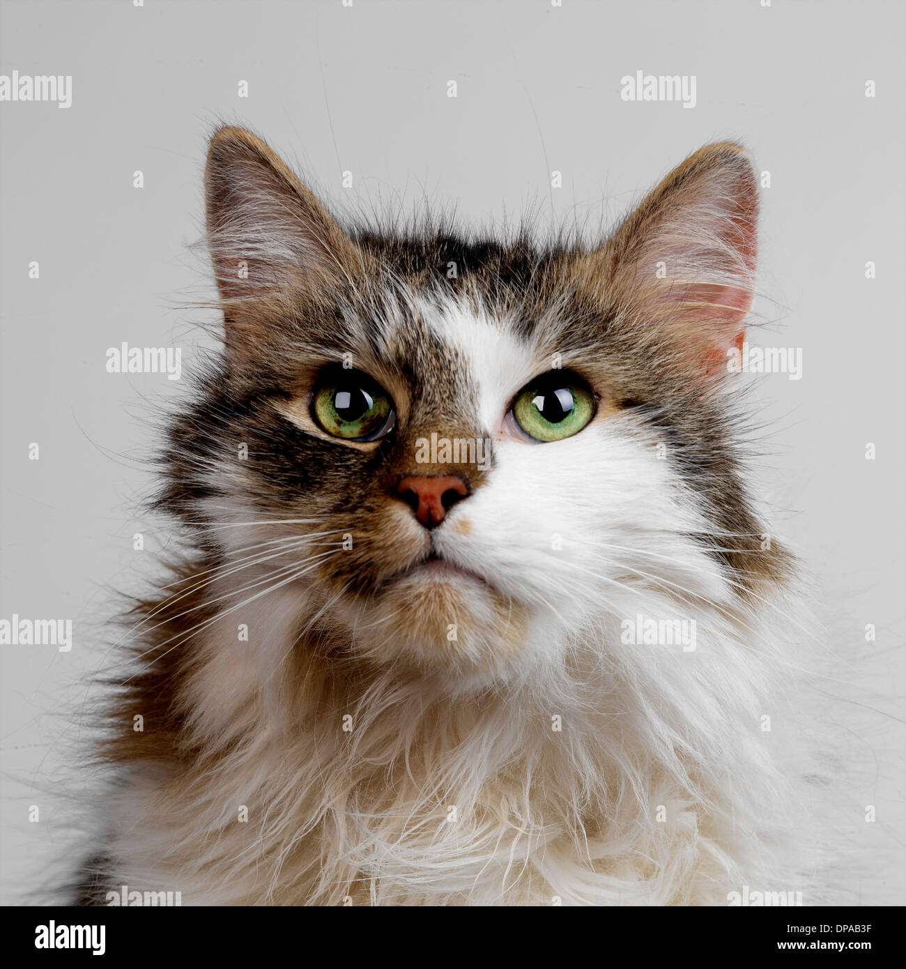 Tabby und weiße flauschige Katze Stockfoto