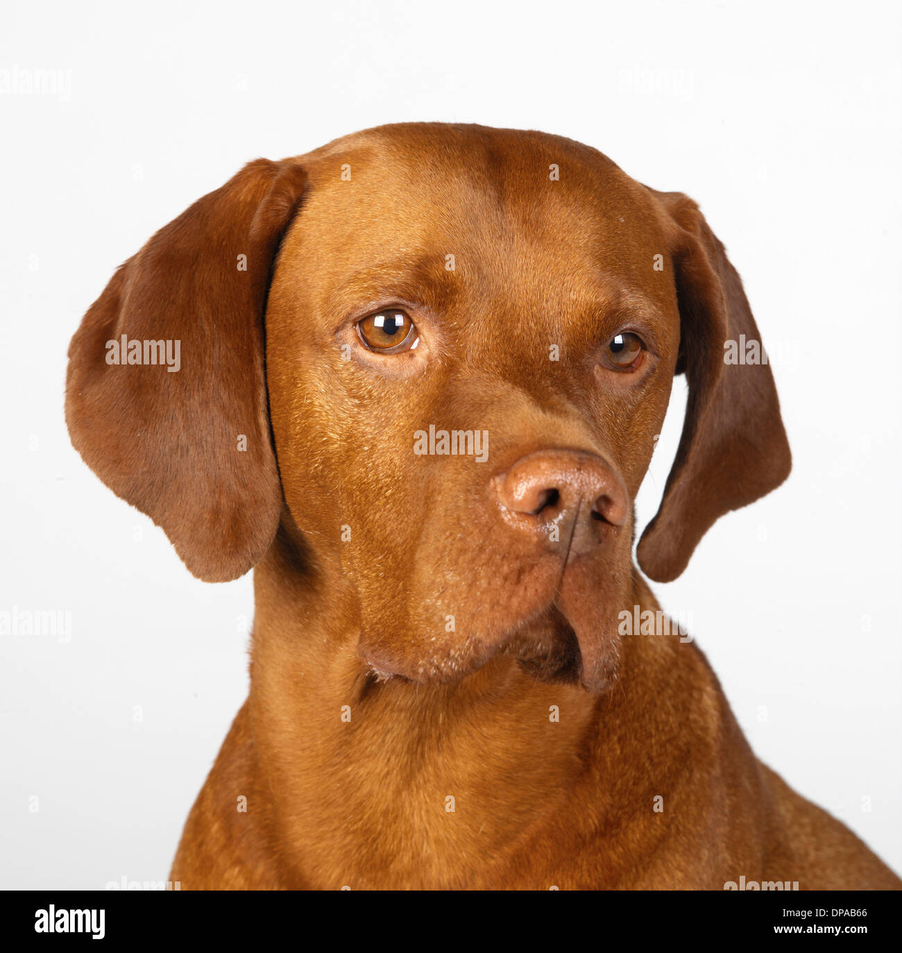 Nahaufnahme von Magyar Vizsla Stockfoto