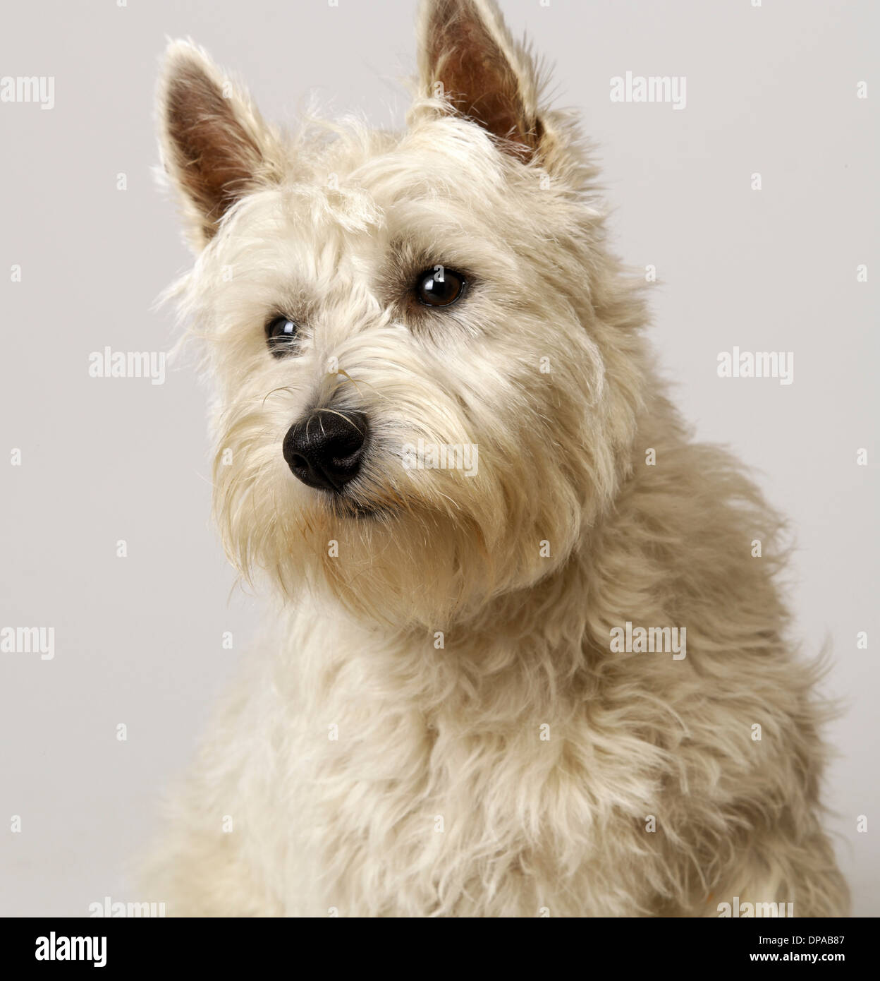 West Highland Terrier mit Kopf zur Seite Stockfoto
