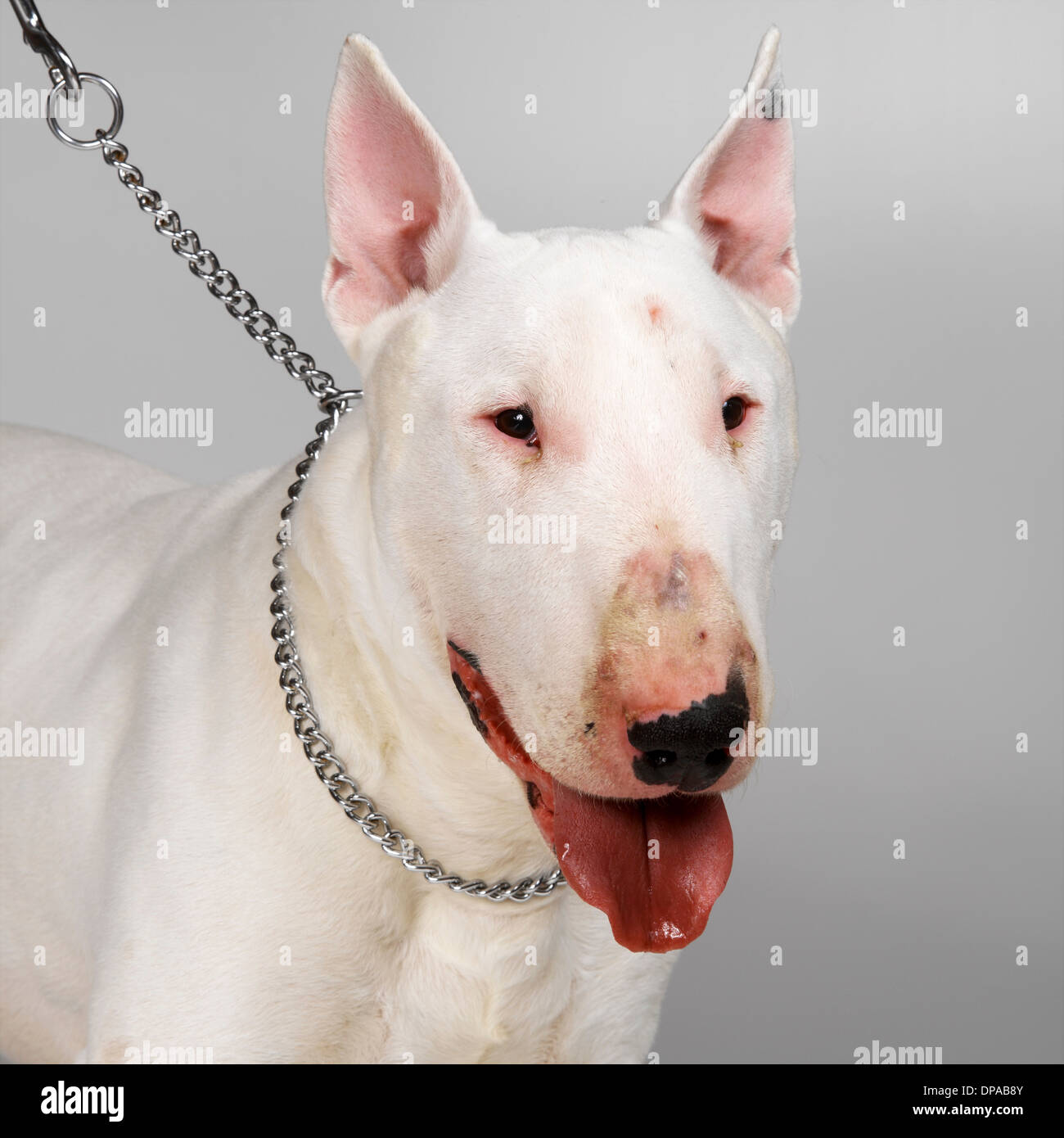 English Bull Terrier an der Leine Stockfoto