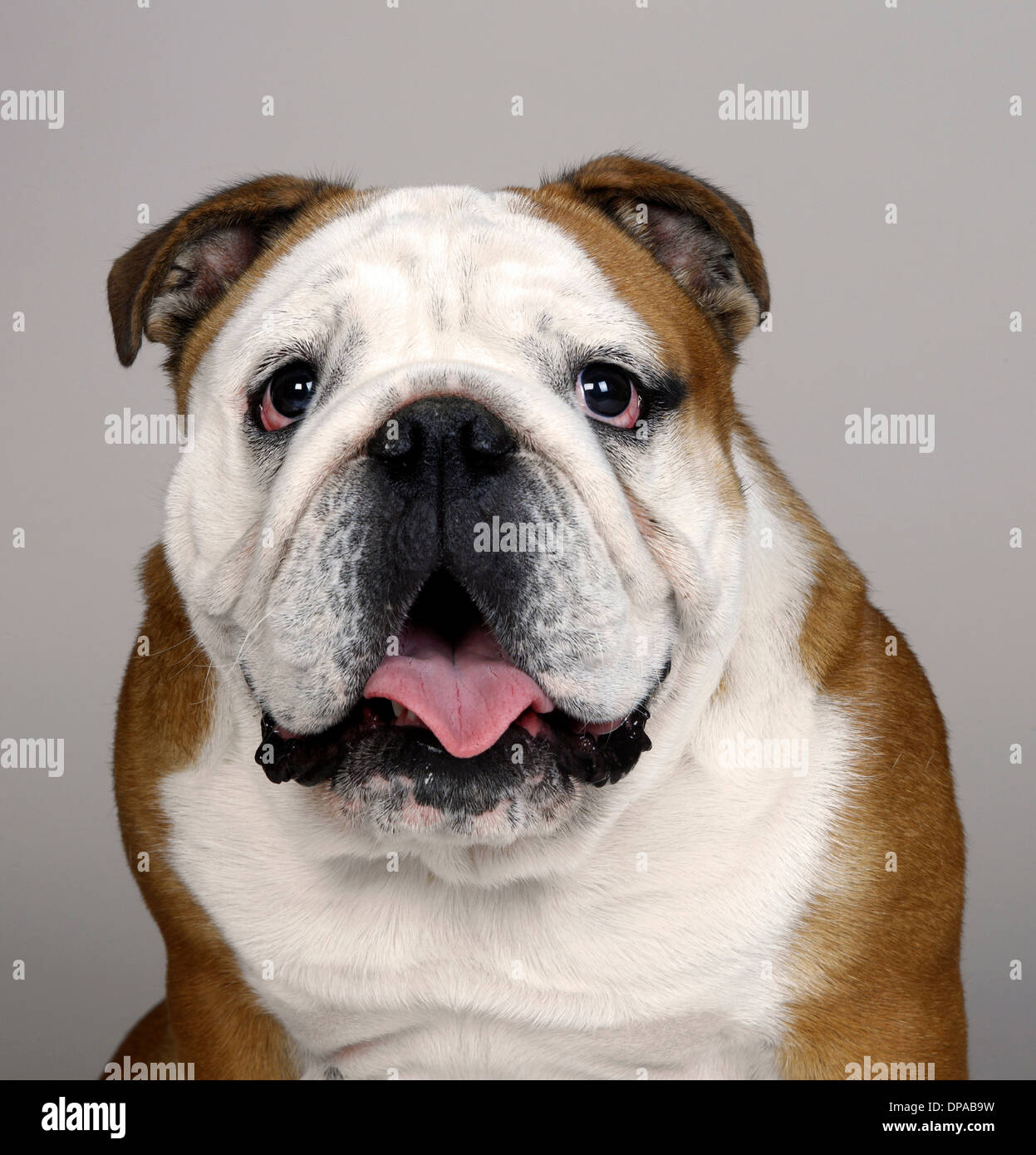 Porträt von britische Bulldogge Stockfoto