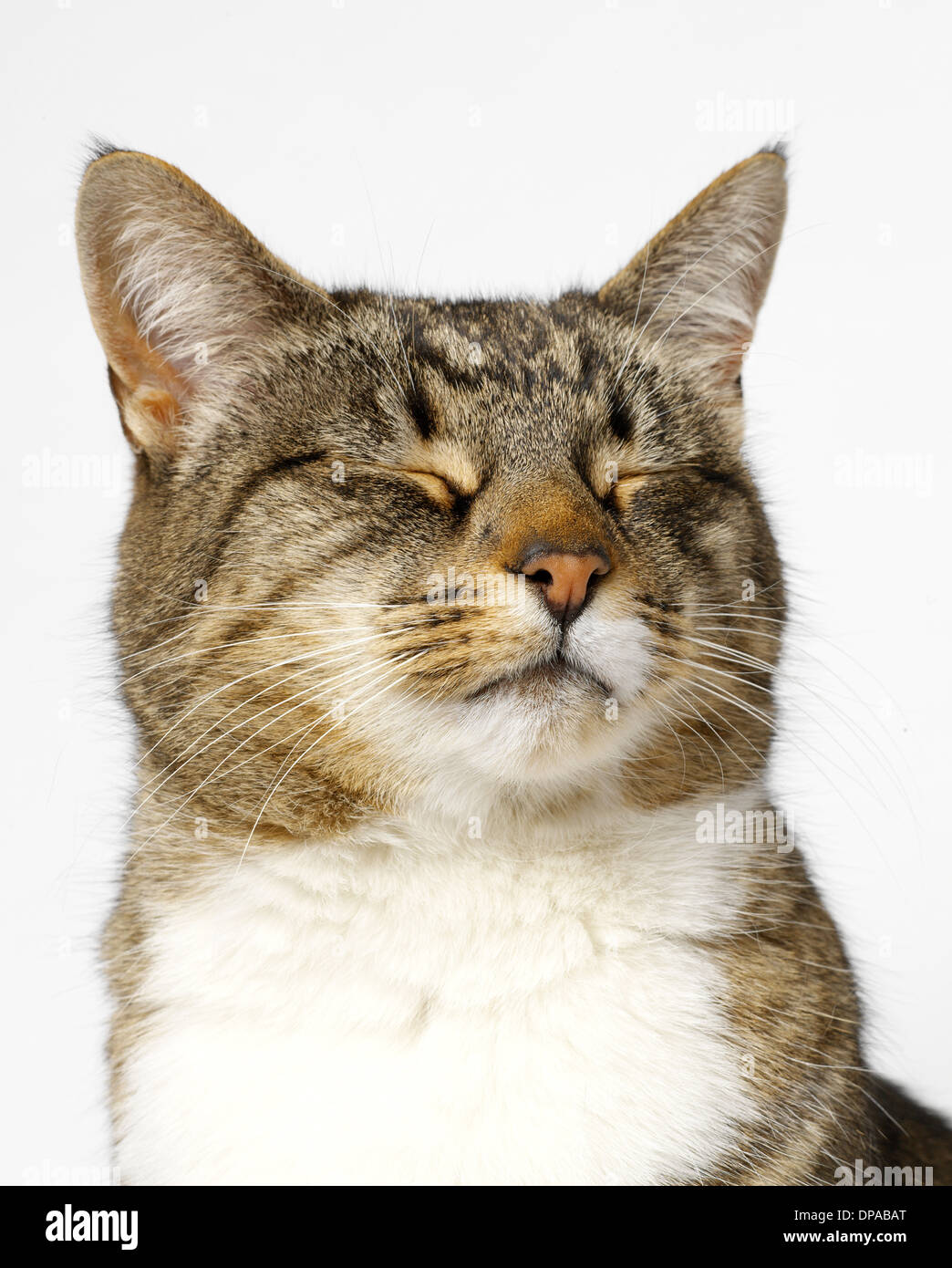 Katze mit geschlossenen Augen Stockfoto