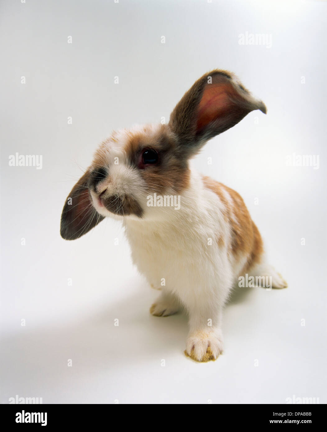 Porträt von Lop eared Baby Kaninchen Stockfoto