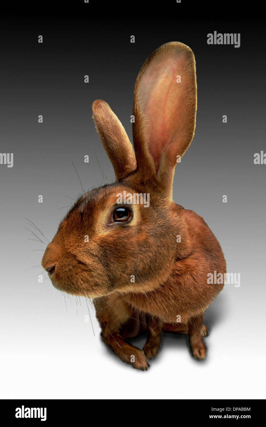 Vergrößerte Ansicht des Lop eared rabbit Stockfoto
