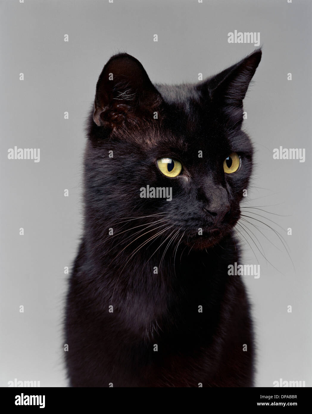 Schwarze Katze weg schauen Stockfoto