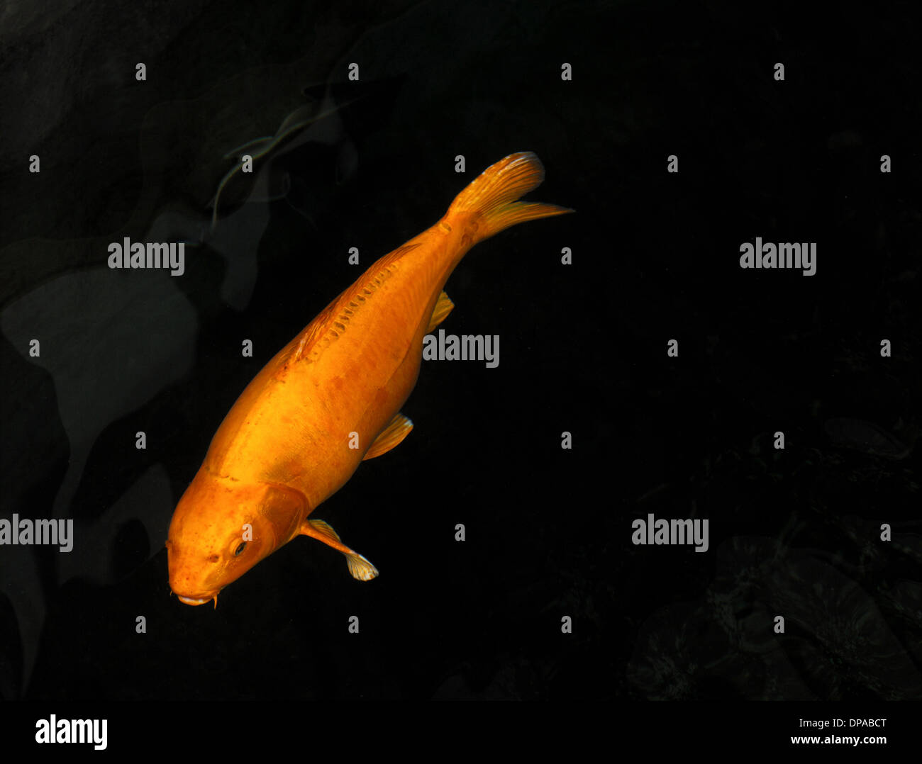 Koi Karpfen Stockfoto