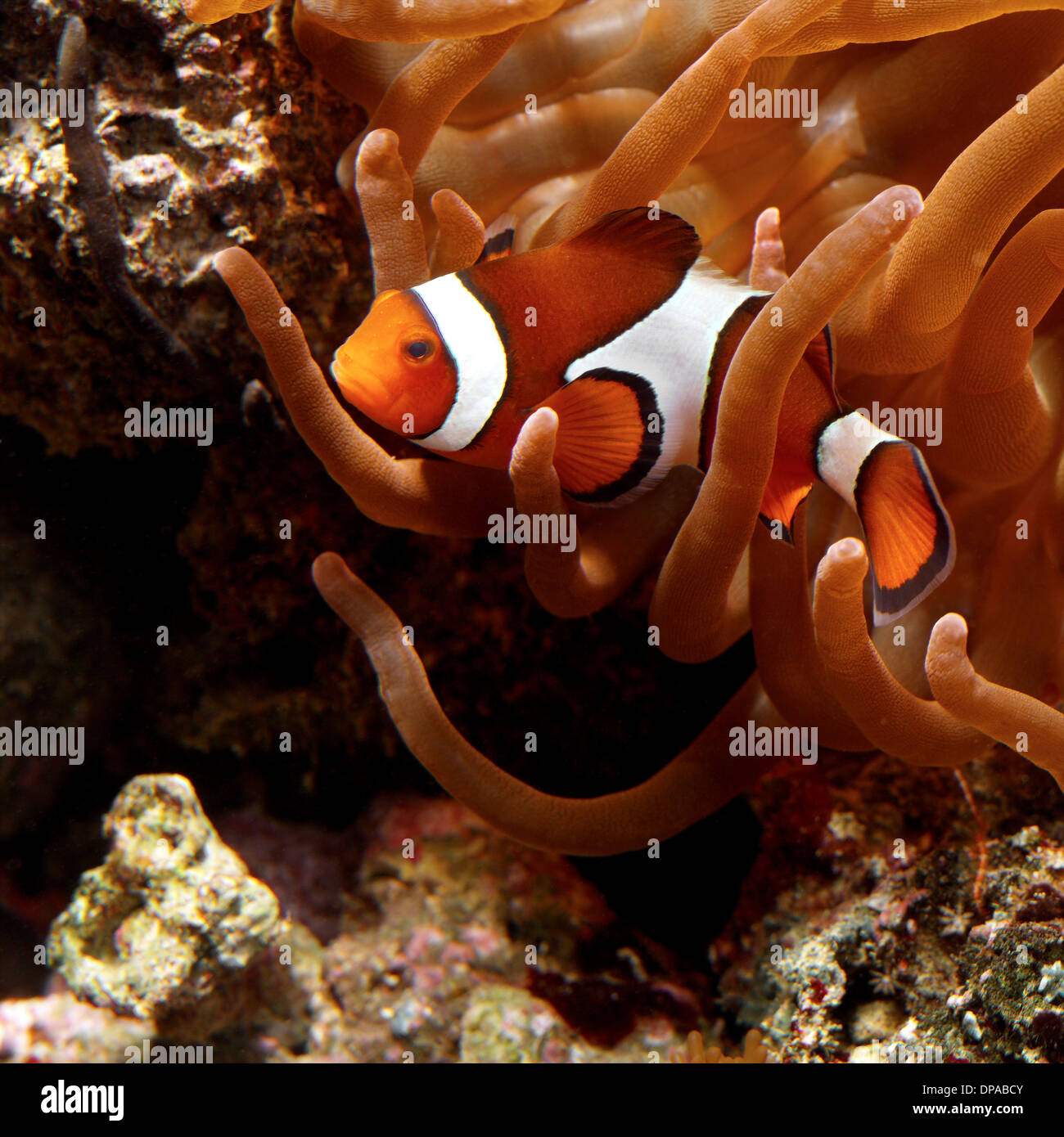 Clown-Fisch mit Anemone Stockfoto