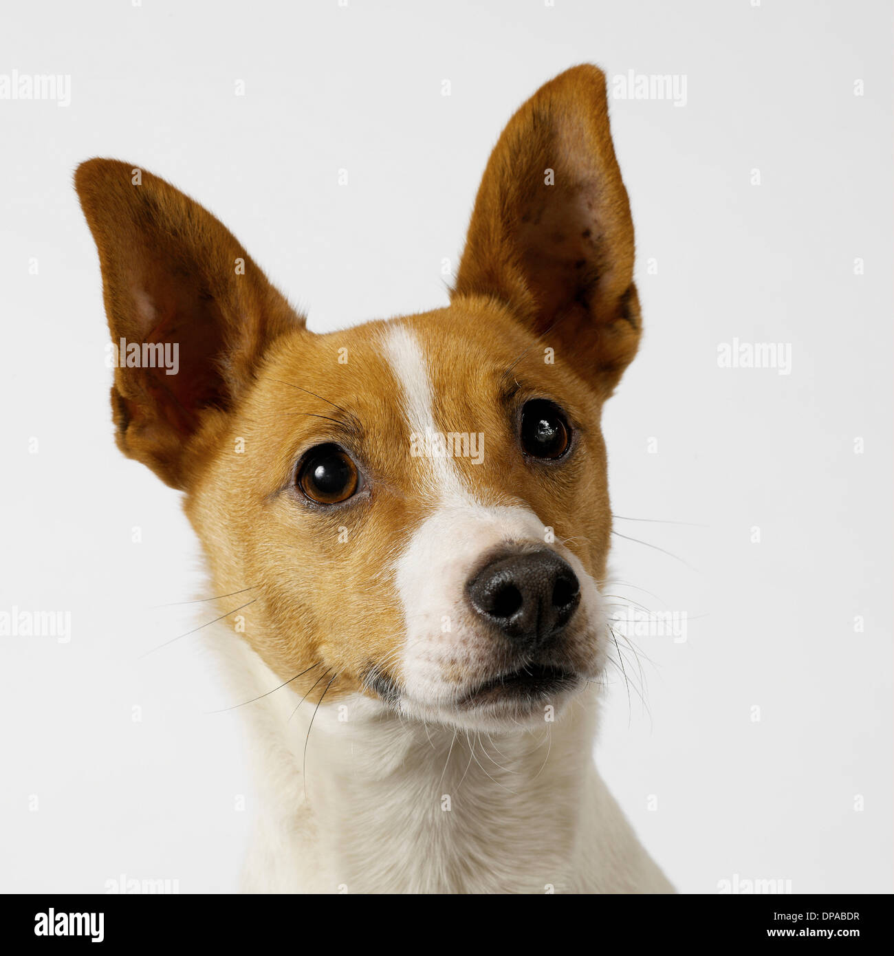 Hund mit Ohren angehoben Stockfoto