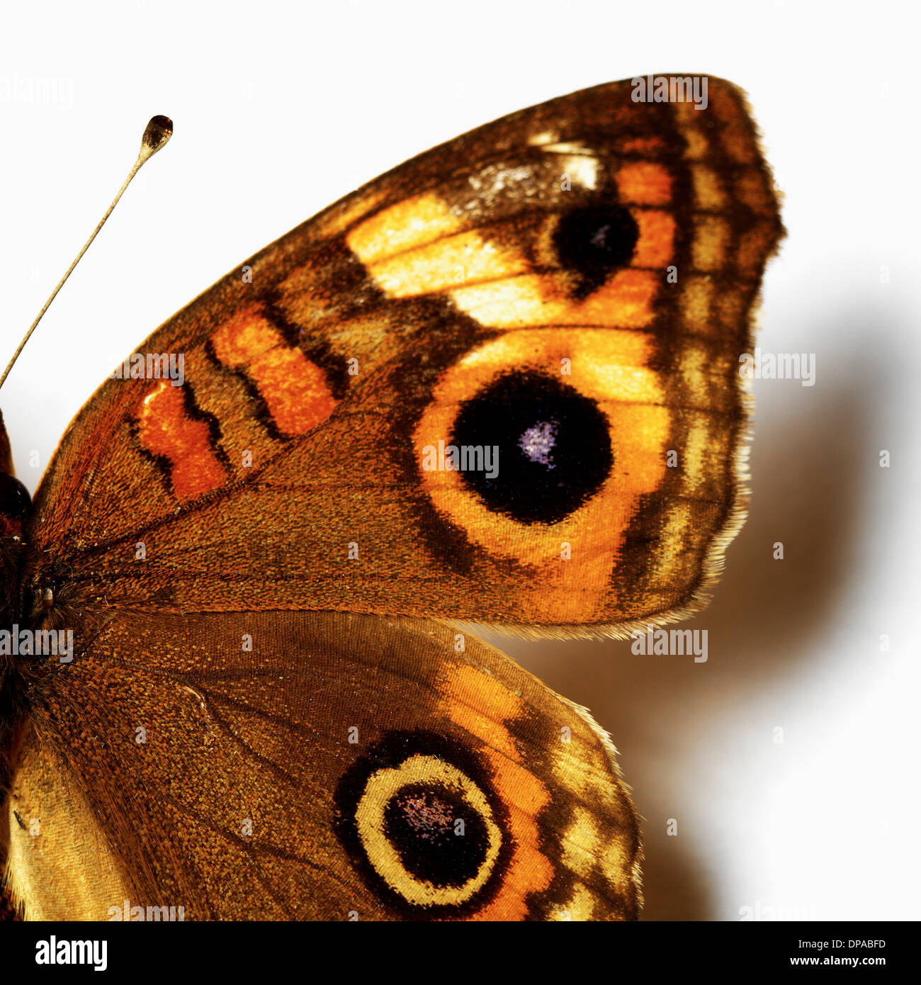 Auge-wie Markierungen auf Schmetterling Stockfoto
