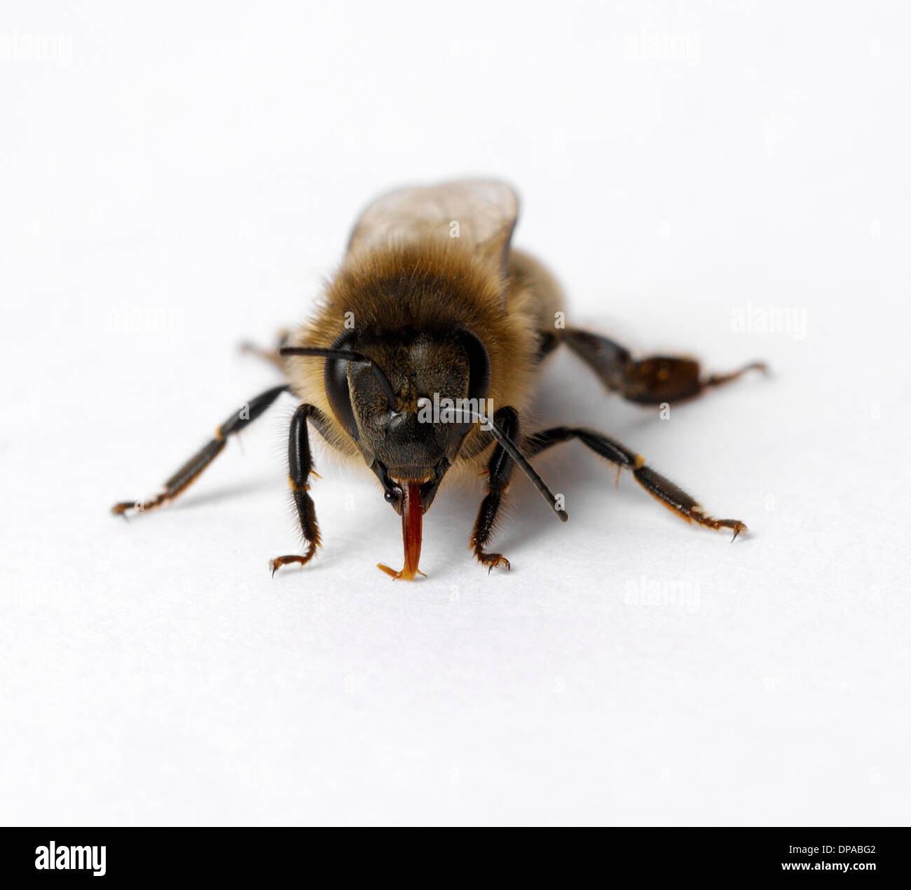 Honigbiene mit Zunge heraus Stockfoto