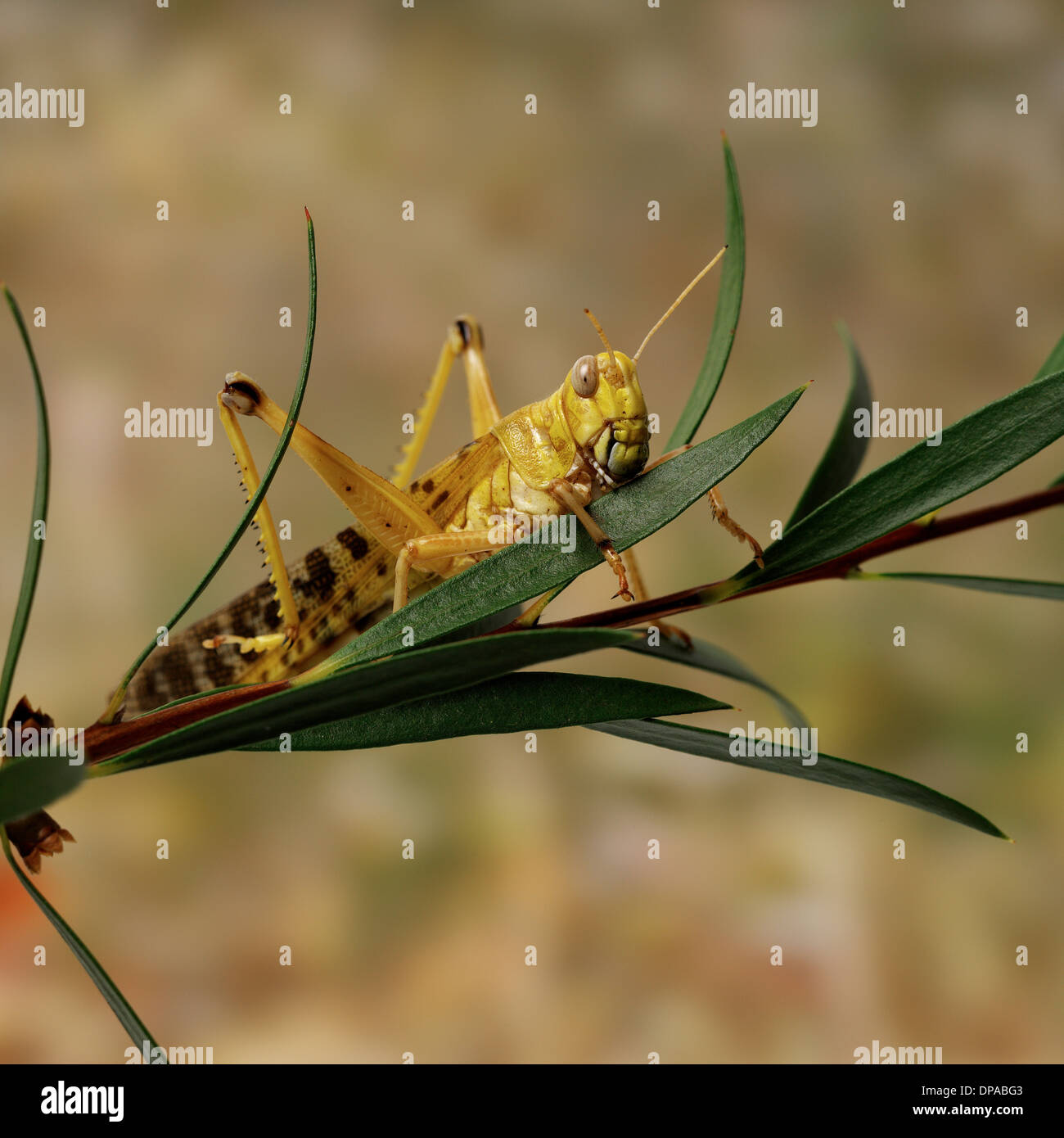 Desert Locust auf Blättern Stockfoto